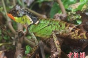 深圳云南南滚河保护区首次发现红唇棘蜥