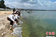 深圳云南江川举行增殖放流活动 逾54万尾鱼游入星云湖